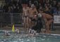 NUOTO CATANIA – C.N. POSILLIPO 8-13 I ROSSAZZURRI CADONO IN CASA – PRESTAZIONE OPACA E […]