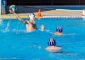 IL SETTEROSA TARGATO SPLASH ANTARES LATINA IN SERIE B FEMMINILE OSPITE DELLA ROMA WP. GIOVANILI […]