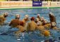 Finalmente si torna in vasca, riparte il campionato di serie A1 di pallanuoto, anche se […]