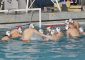 Non smettere di crederci. Dopo la sconfitta nel derby contro la Lazio Nuoto, l’Olympic Roma [&hellip;]