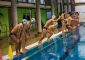 Straordinariamente di infrasettimanale, mercoledì 27 marzo, ore 19:30, la Lazio Nuoto ospita l’Anzio Waterpolis al Centro Sportivo [&hellip;]