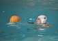 Olympic Roma – Vela Nuoto Ancona 13-8 (4-0, 2-2, 2-3, 5-3) Una buonissima Olympic Roma [&hellip;]